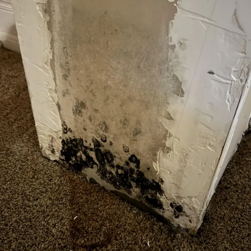 Professional Mold Removal in Royal City, WA